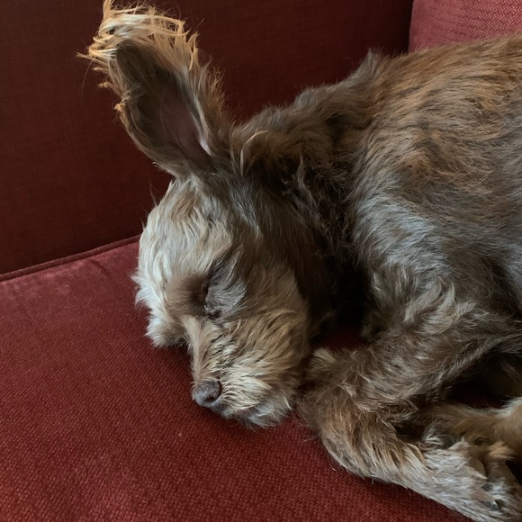 Epic Frocks & Pups! Life’s Joys!♥️👗🐾🐶♥️ - Picture 2 of 4